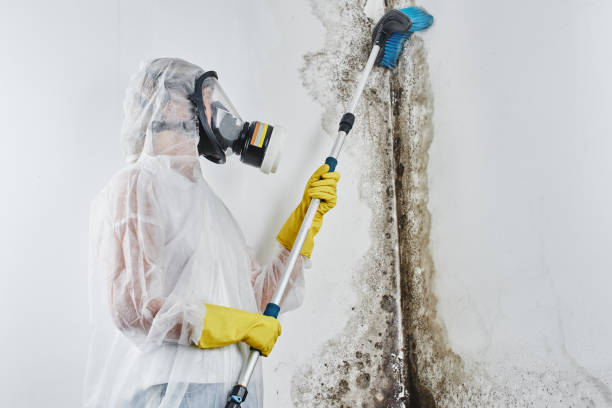 Best Mold Prevention Services  in Malvern, OH